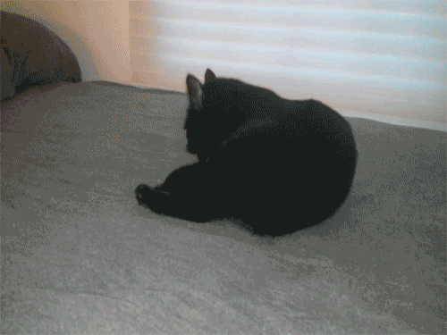 tumblr_muc8tlE9SY1s2gg27o1_500.gif