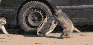 tumblr_lwxw7nVTL31qhzlyxo1_400.gif
