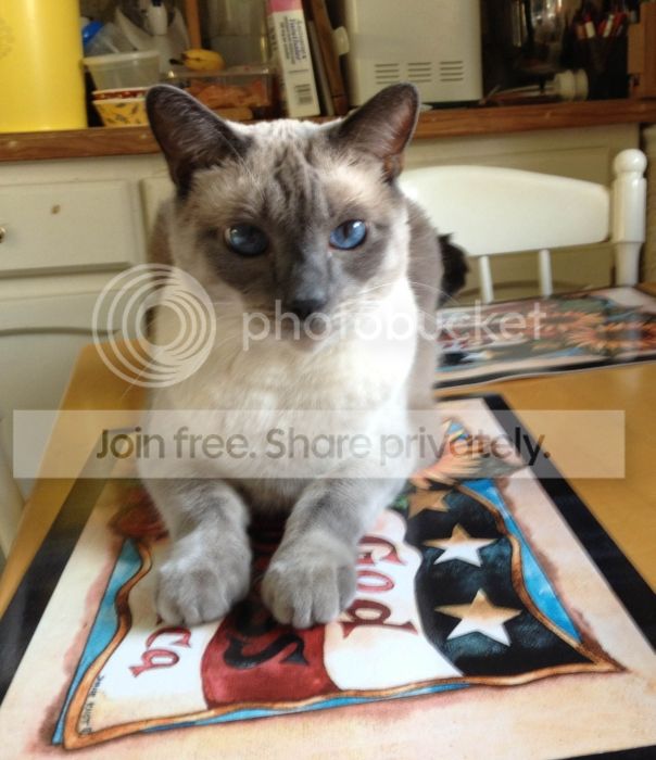 kitty1_zps6f0d5498.jpg