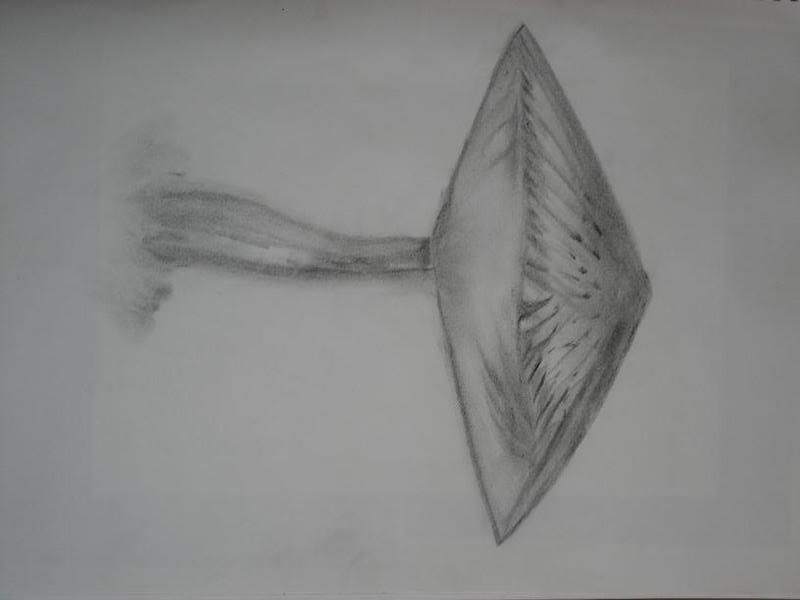 mushroomsketch.jpg