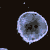 avatar228162_5reverse2.gif