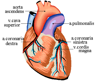 coeur.gif