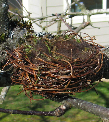 birdnest.jpg