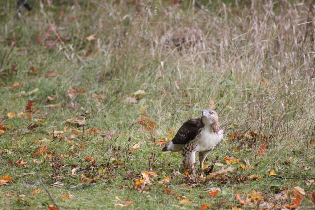 IMG_2116.jpg