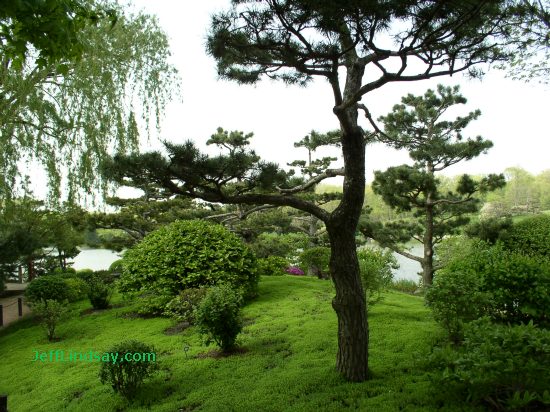 botanic-garden-tree.jpg