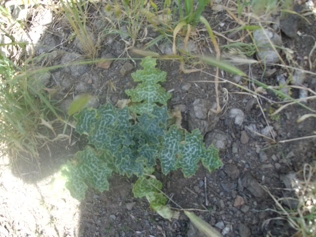 farmingpictures019.jpg