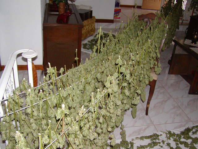 506buds_hanging_sk1_2_-med.JPG