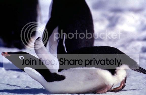 atwoodlastpenguin.jpg