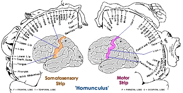 homunculus.jpg