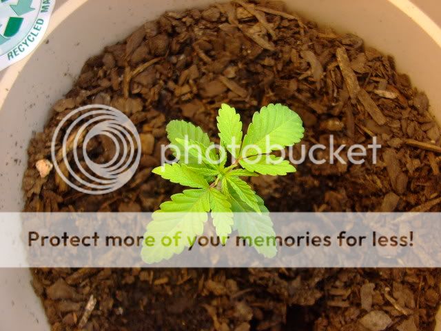 weed016.jpg