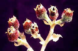 M.crystallinum-branch-256.jpg