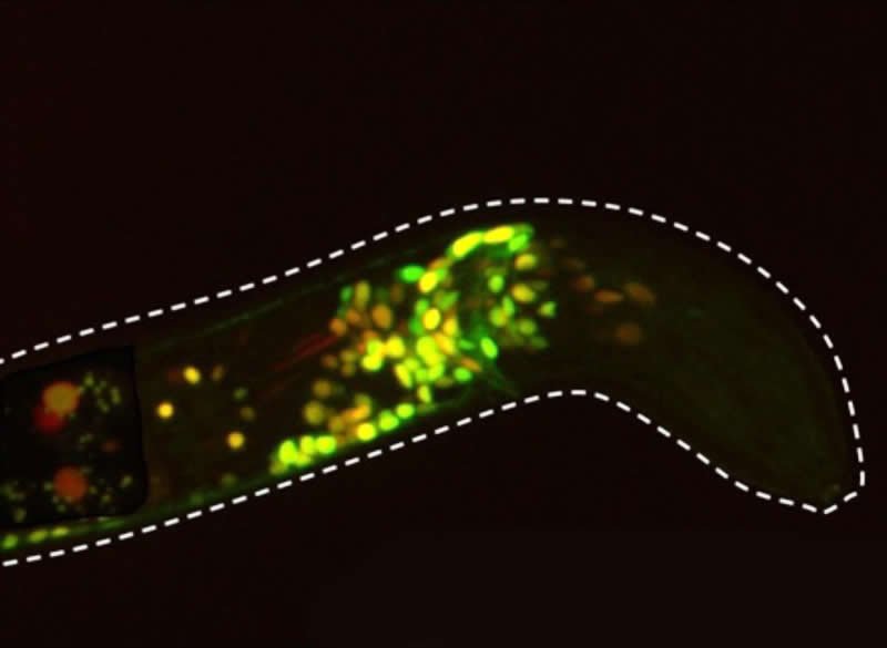 neurosciencenews.com