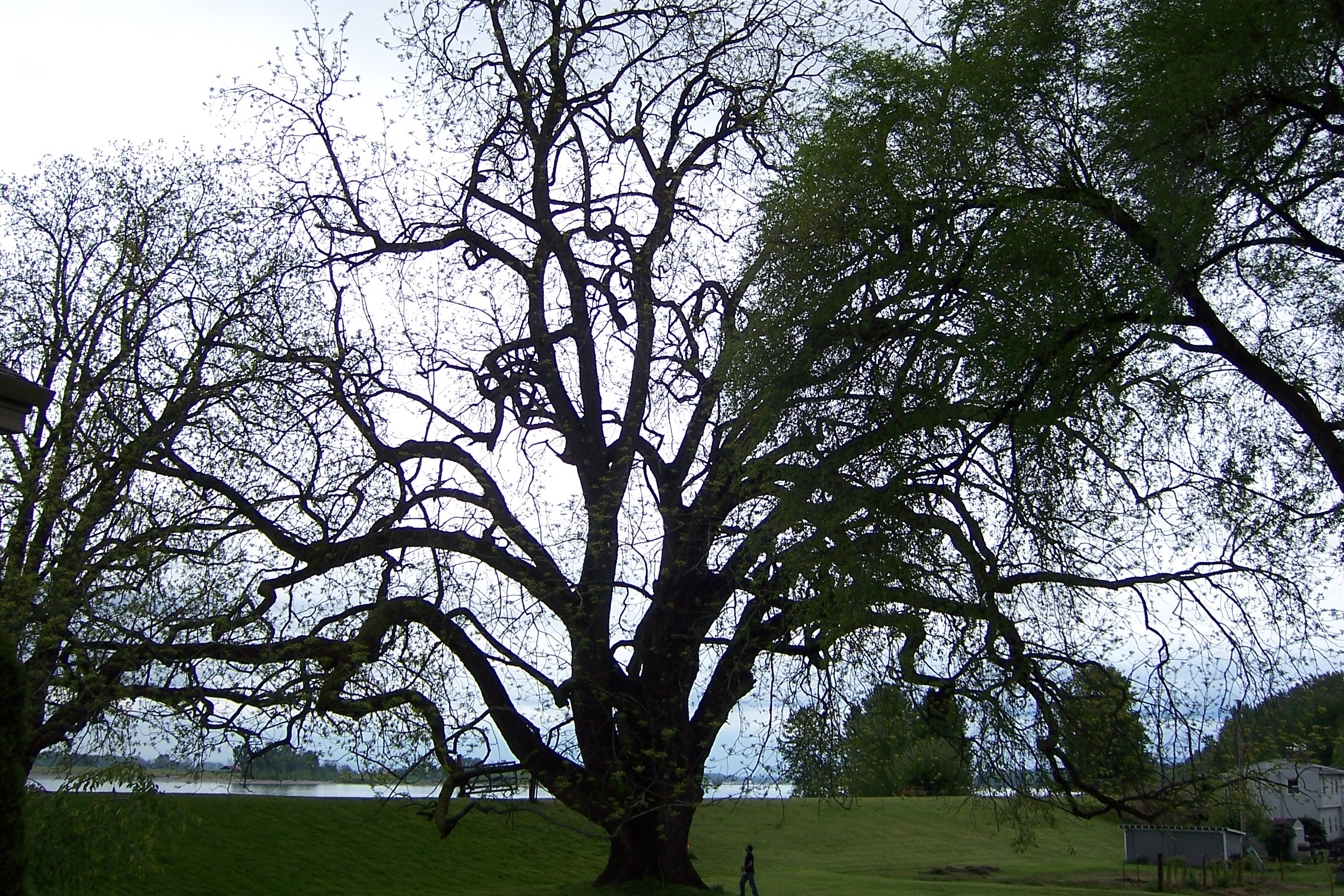 Sauvie_island_black_walnut.JPG