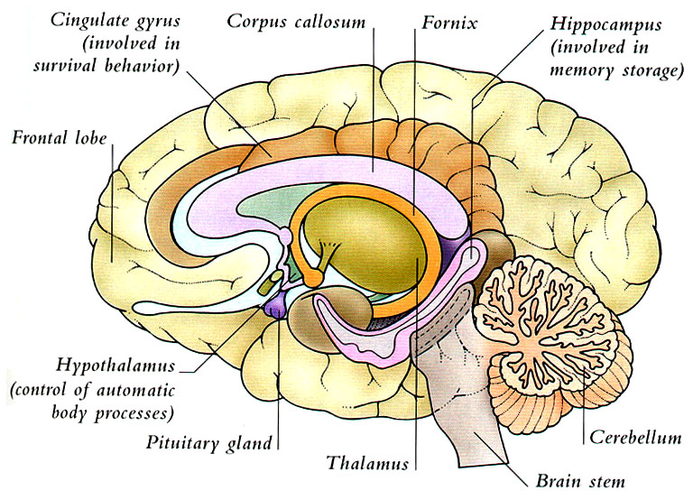 brain.jpg