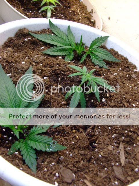 weed047.jpg