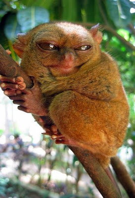 Tarsier,+Squinty.JPG