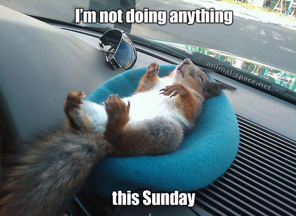 sunday-squirrel-as.jpg