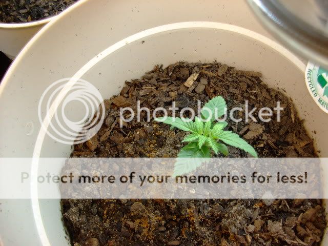 weed007.jpg