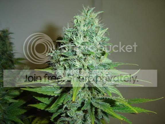 cannibusofdirtyhippies1.jpg