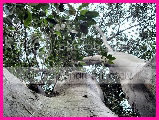 TreeBottom2.jpg