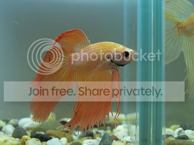 OrangeVielTail.jpg