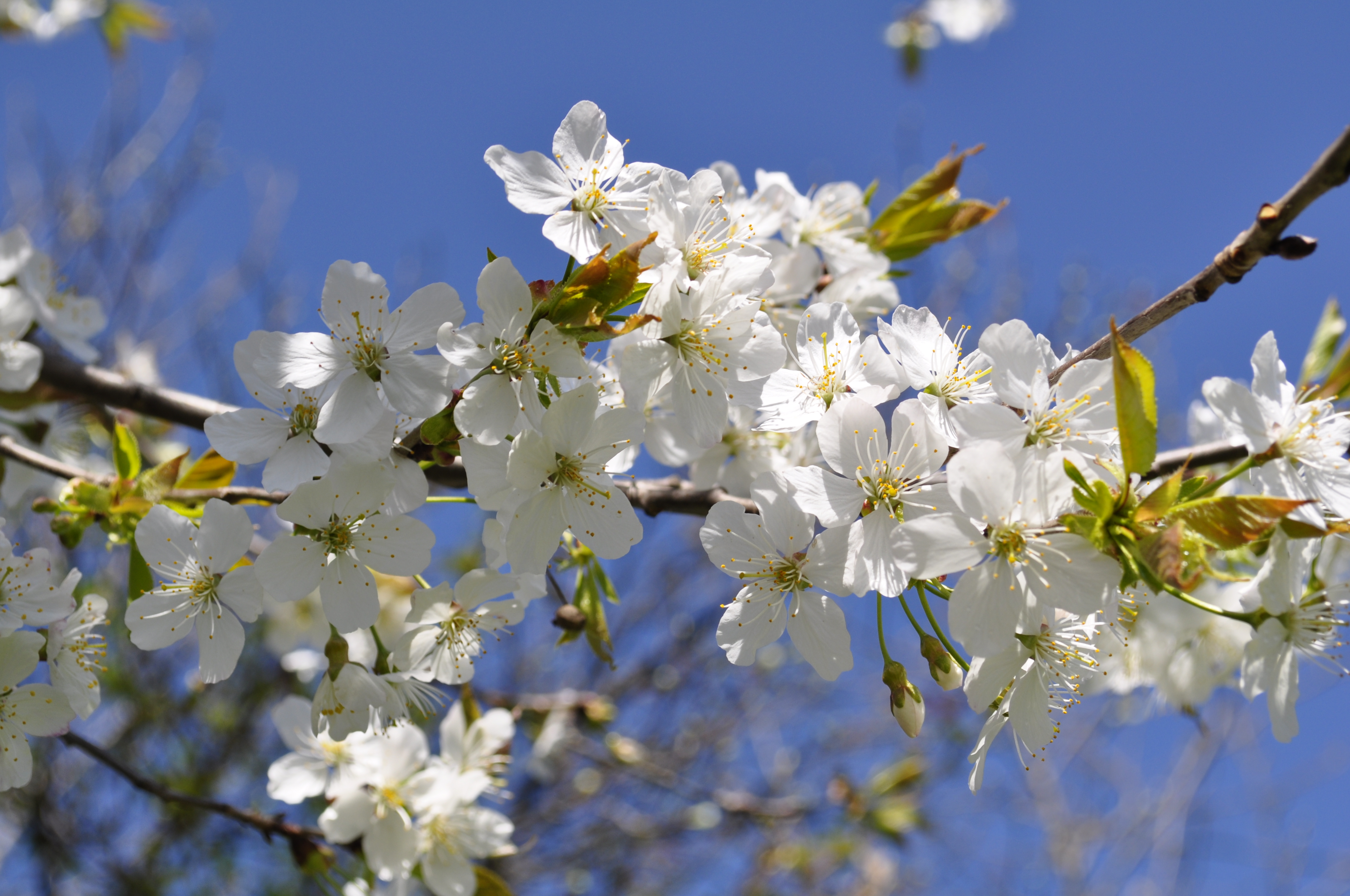 Beautiful_spring_flowers.JPG