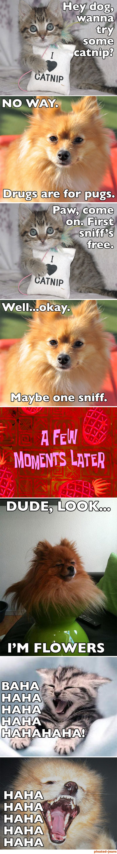catnip.jpg