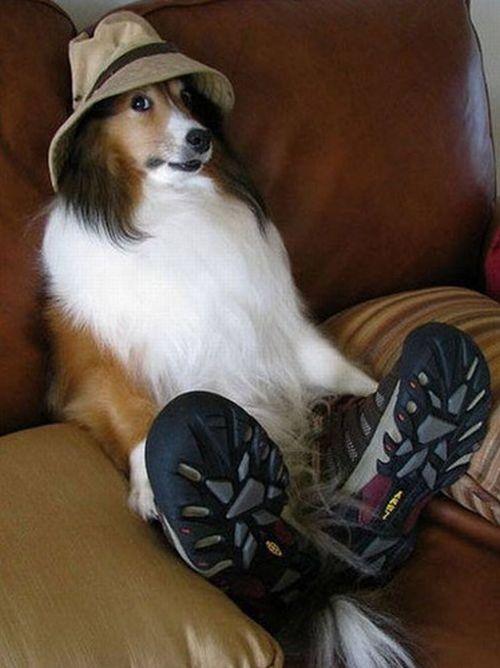 funnyAnimalsinhumanclothes7_ebtco.jpg