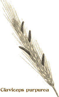 ergot5.gif