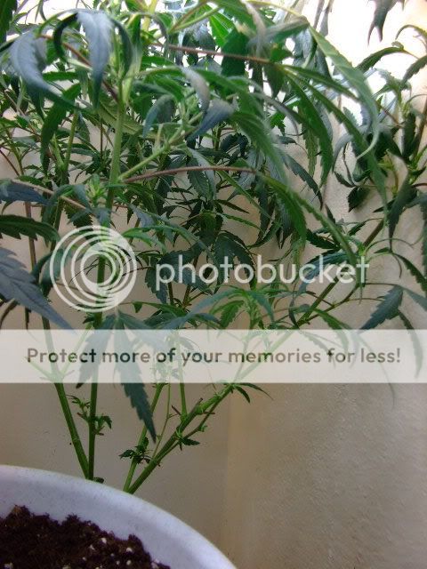 weed070.jpg