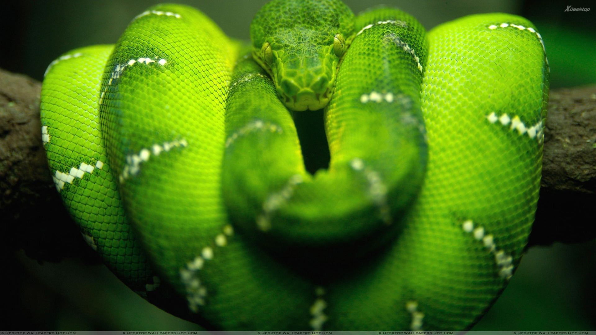 Green%20Snake%20Closeup.jpg
