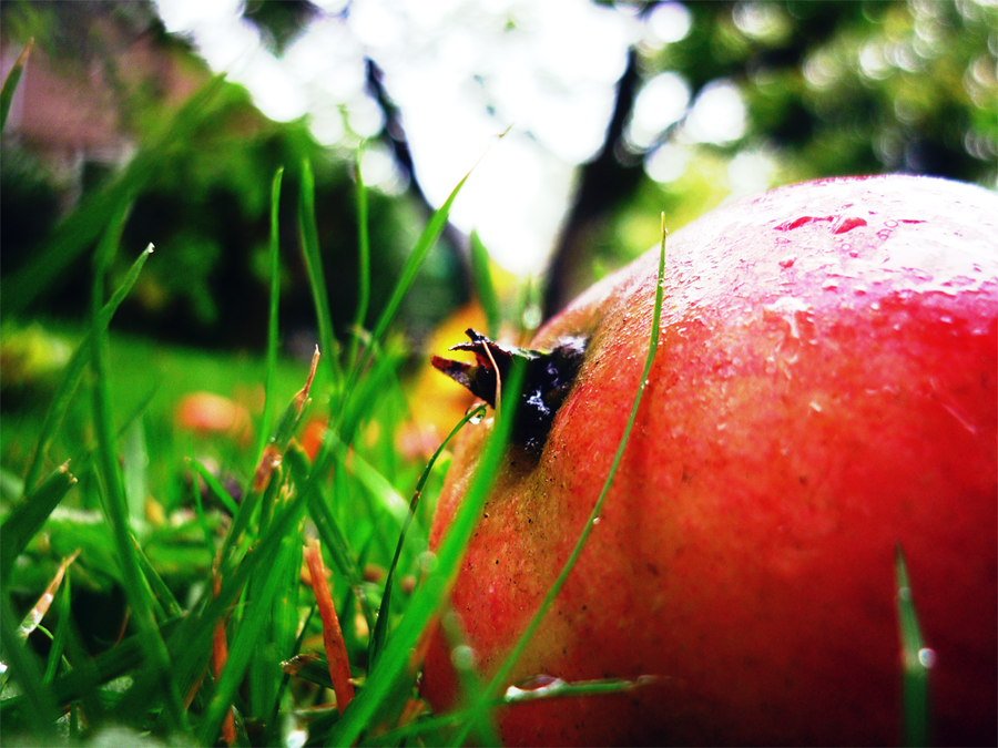 autumn_by_jspete-d2zqayg.png