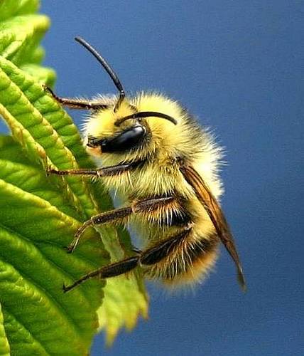 bee_14955.jpg