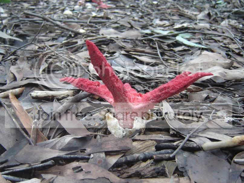 fungi1.jpg