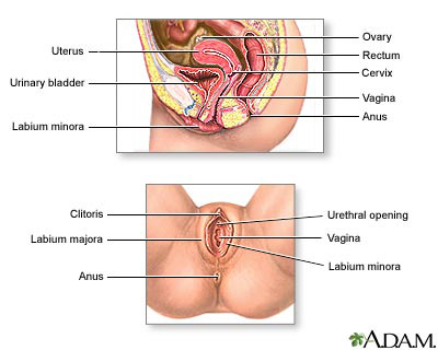 LowerKb_Female_Anatomy.jpg