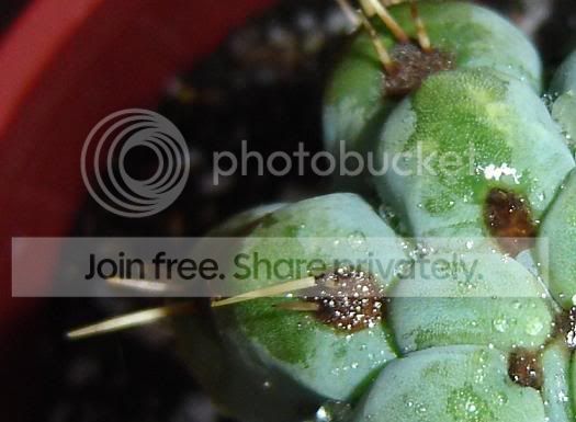 cactus2.jpg