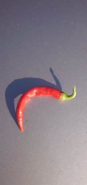 redpepperone.jpg