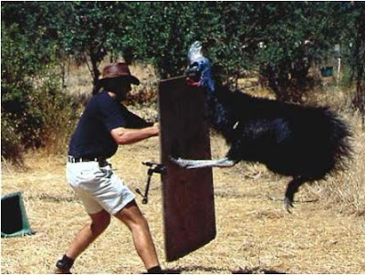 Cassowary+Attack.JPG