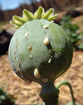 opium-poppy.jpg