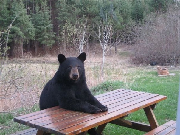 picnic.jpg