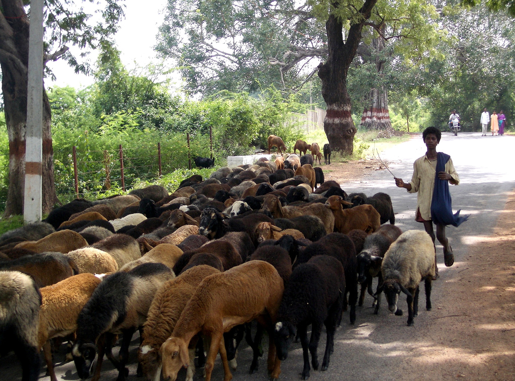 Sheep_and_herder_India.jpg