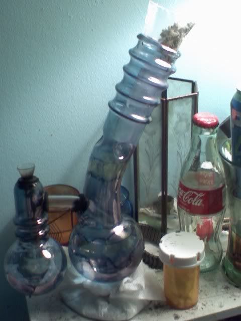 bluebong2.jpg