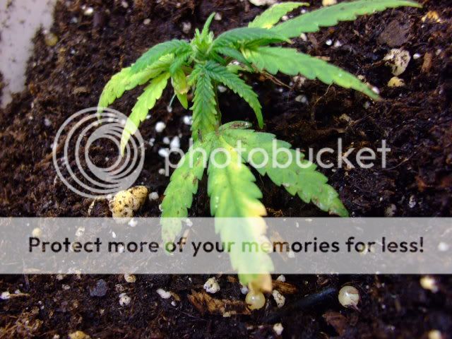 weed062.jpg