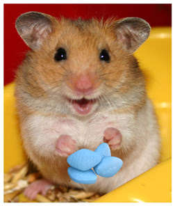 hamsterviagra1.jpg