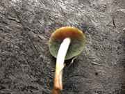 961734272-thumb_IMG_5275.jpg