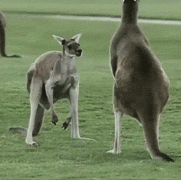 VIFvW.gif
