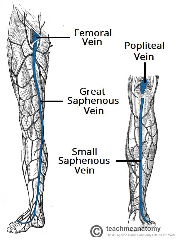 Superficial-Veins-of-the-Lower-Limb-Great-and-Small-Saphenous.jpg