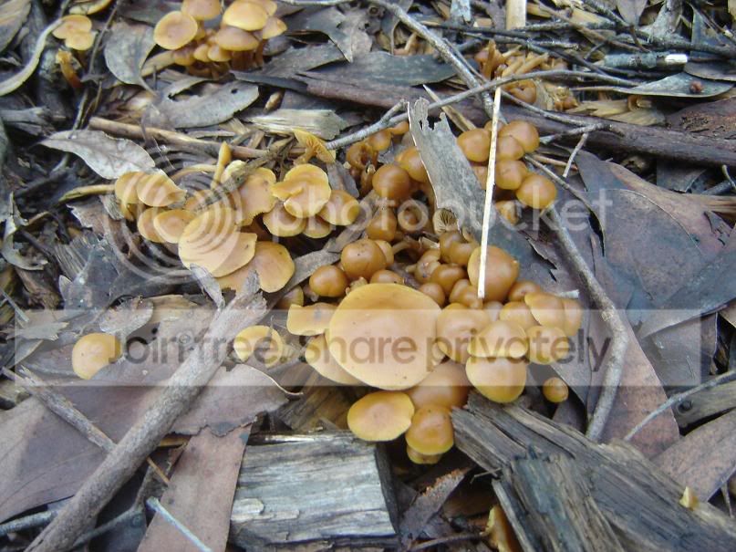 fungi16.jpg