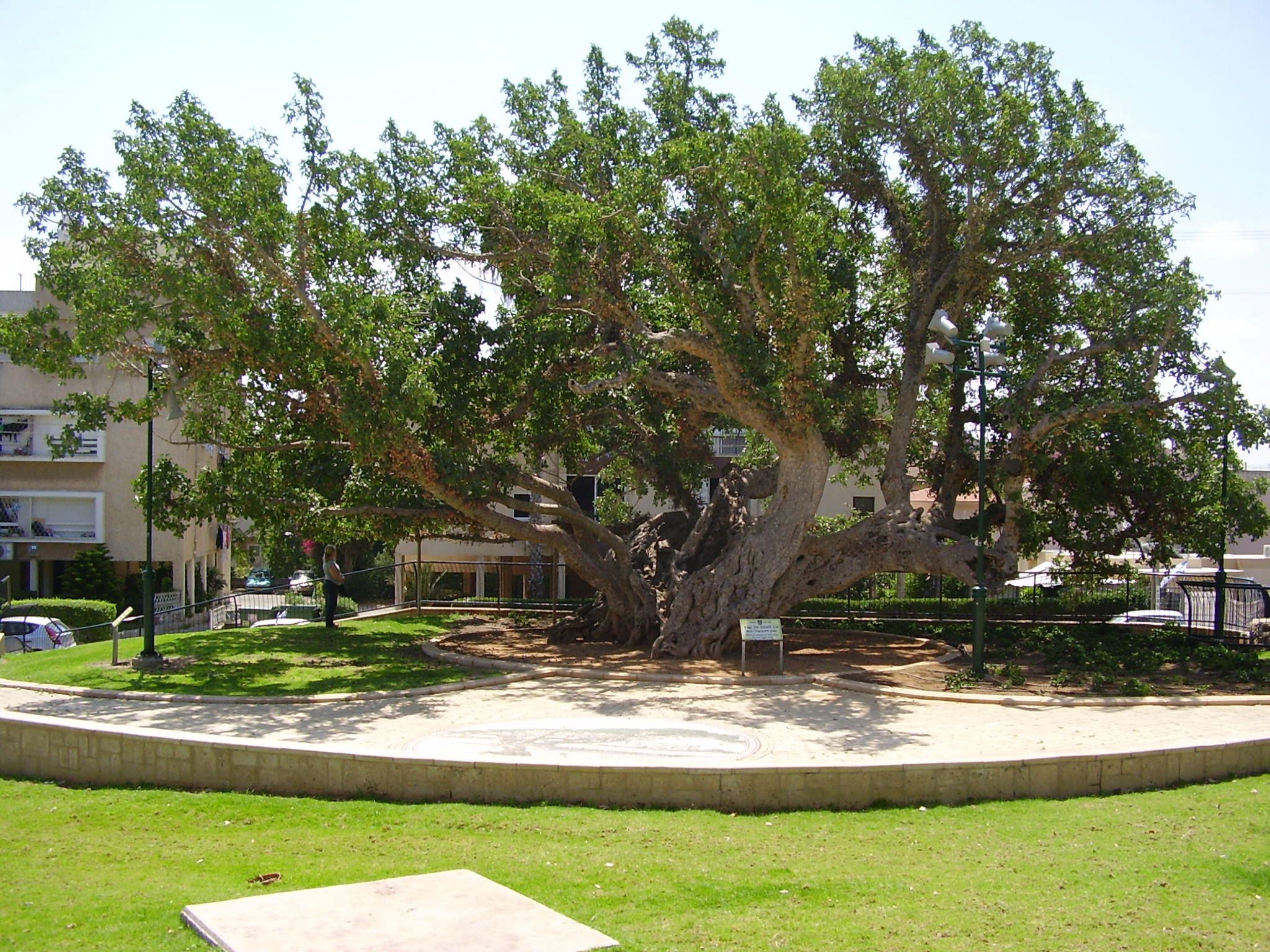 The_old_Sycamore_tree_in_Netanya.jpg