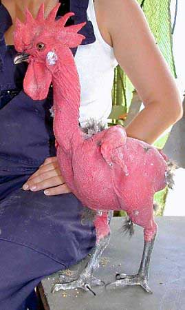 naked_chicken.jpg